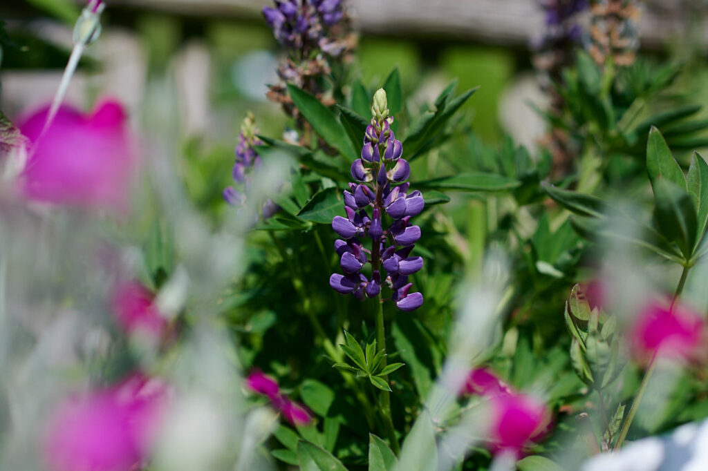 Eine Lupinen-Blüte