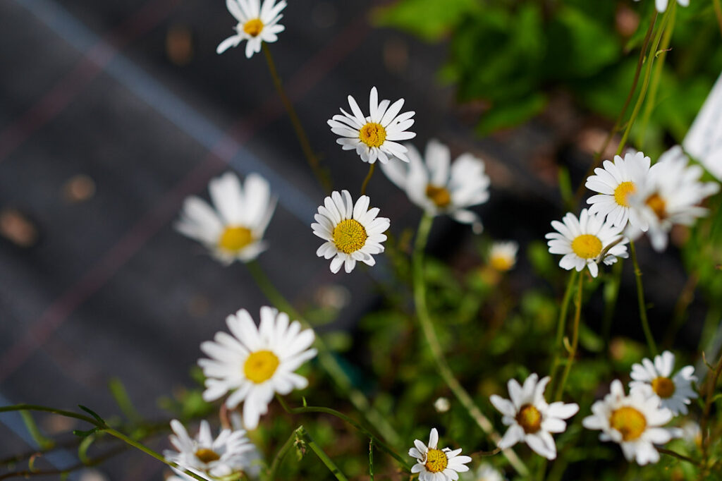 Die Blüte der Frühlings-Margarite