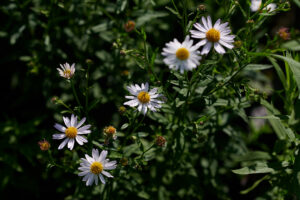 Die Blüten der Rauhblatt-Aster