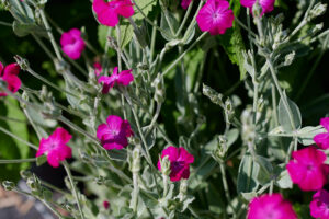 Leuchtende Blüten der Lichtnelke
