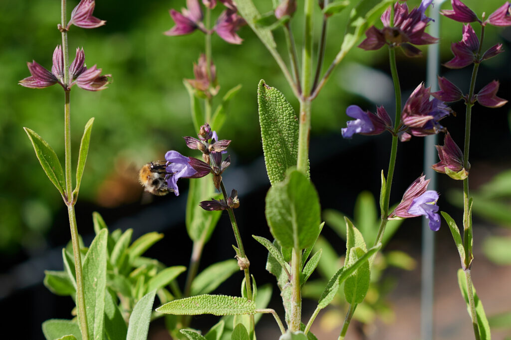 Hummel an Salbei