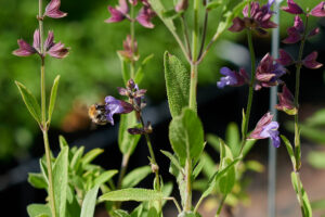 Hummel an Salbei