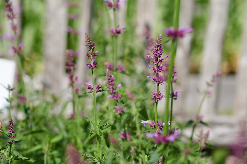 Die Blüten der Zitronen-Agastache