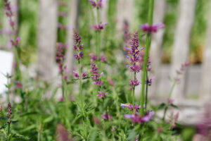 Die Blüten der Zitronen-Agastache
