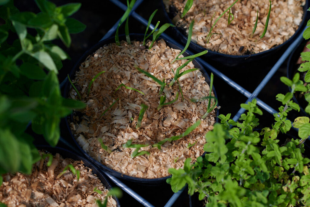 Junger Schnittknoblauch