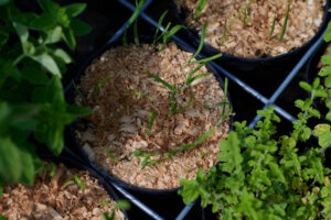 Junger Schnittknoblauch
