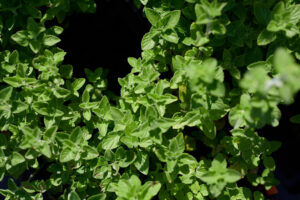 Die Blätter des Griechischen Oregano