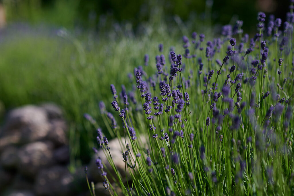 Lavendel in der Blüte