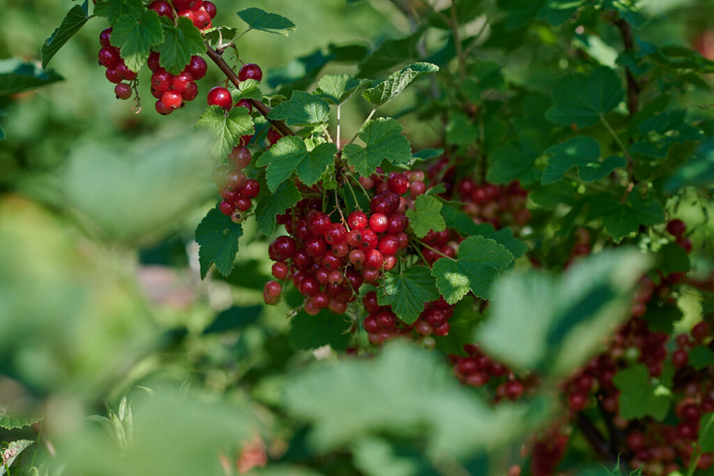 Rote Johannisbeeren im Projekt Vielfalt in Jersbek
