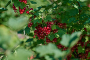Rote Johannisbeeren im Projekt Vielfalt in Jersbek