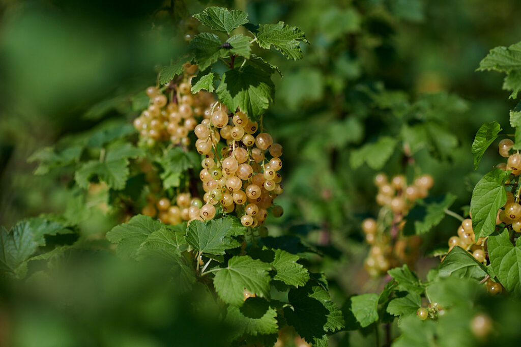 Weiße Johannisbeeren kurz vor der Ernte