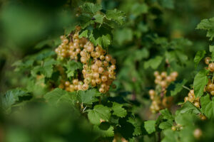 Weiße Johannisbeeren kurz vor der Ernte