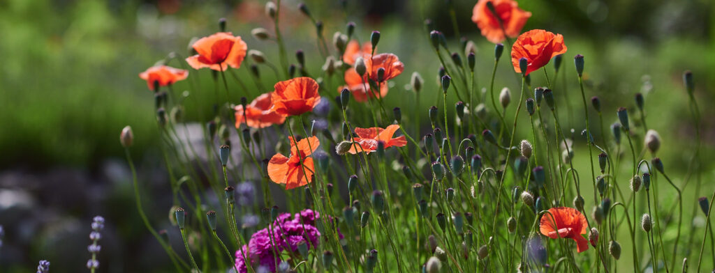 Mohn in der Blüte