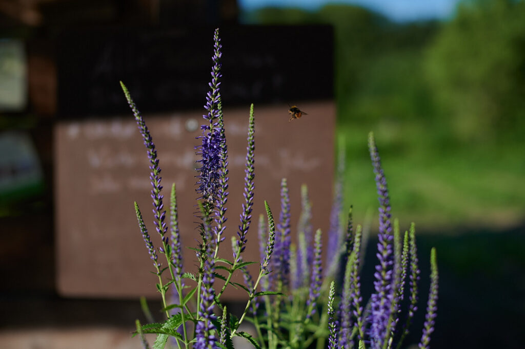 Der Garten-Ehrenpreis wird von einer Hummel angeflogen