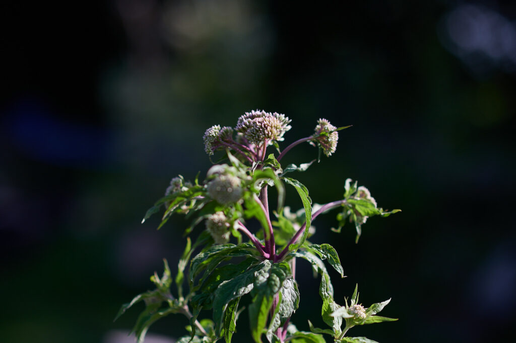 Die noch nicht ganz geöffnete Blüte des Wasserdostes