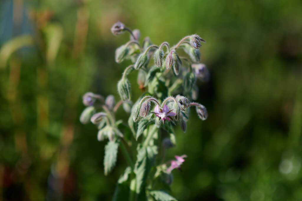 Borretsch kurz vor der Blüte