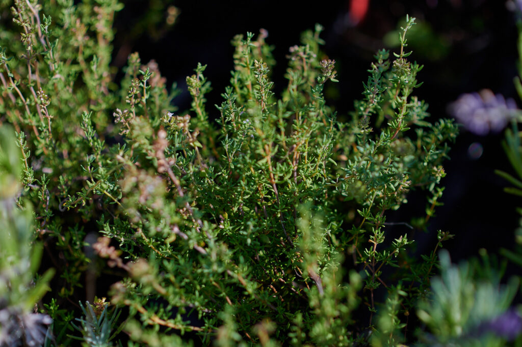 Thymian