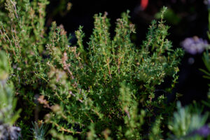 Thymian