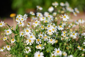 Schön-Aster