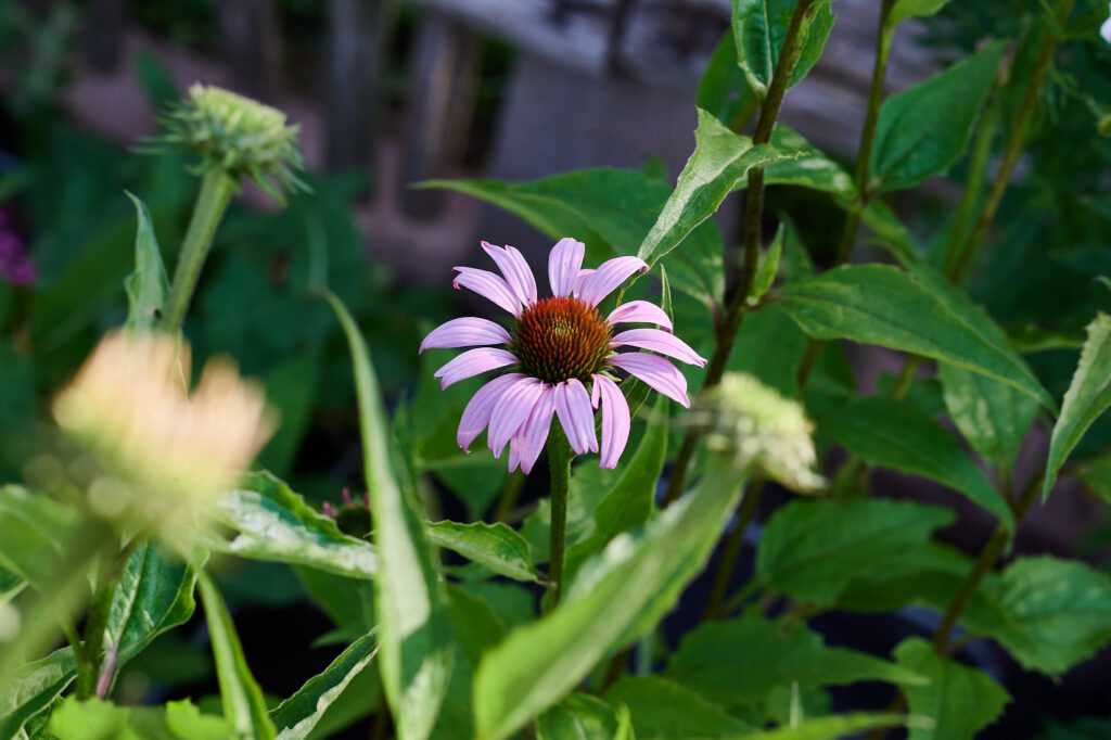 Die Blüte des Roten Sonnenhut