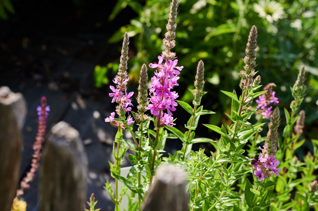 Die Blüten des Blutweiderich