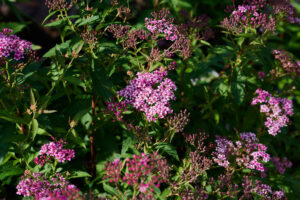 Die Blüten der Zwergspiere