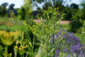 Gewürzfenchel