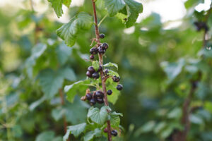 Schwarze Johannisbeeren am Strauch