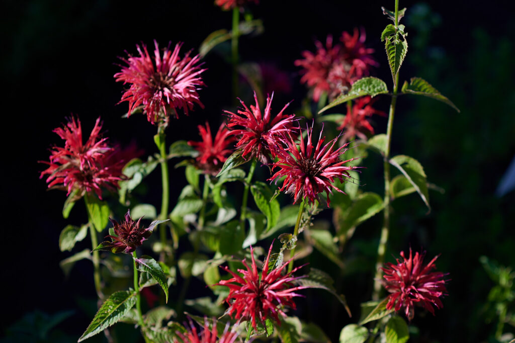 Die Blüten der Roten Indianernessel