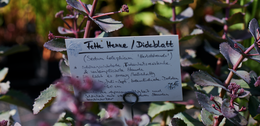 Die Pflanzenhinweise im Projekt Vielfalt