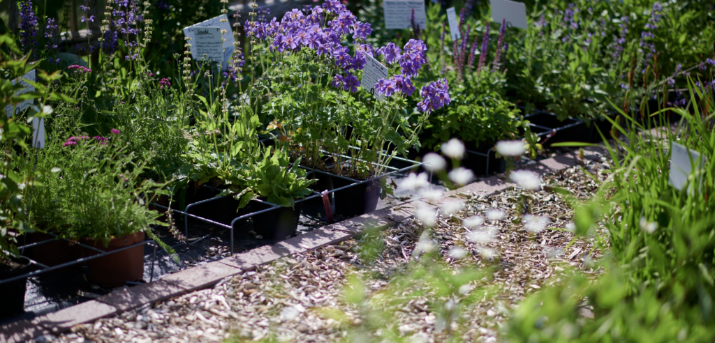 Der Staudengarten im Projekt Vielfalt in Jersbek