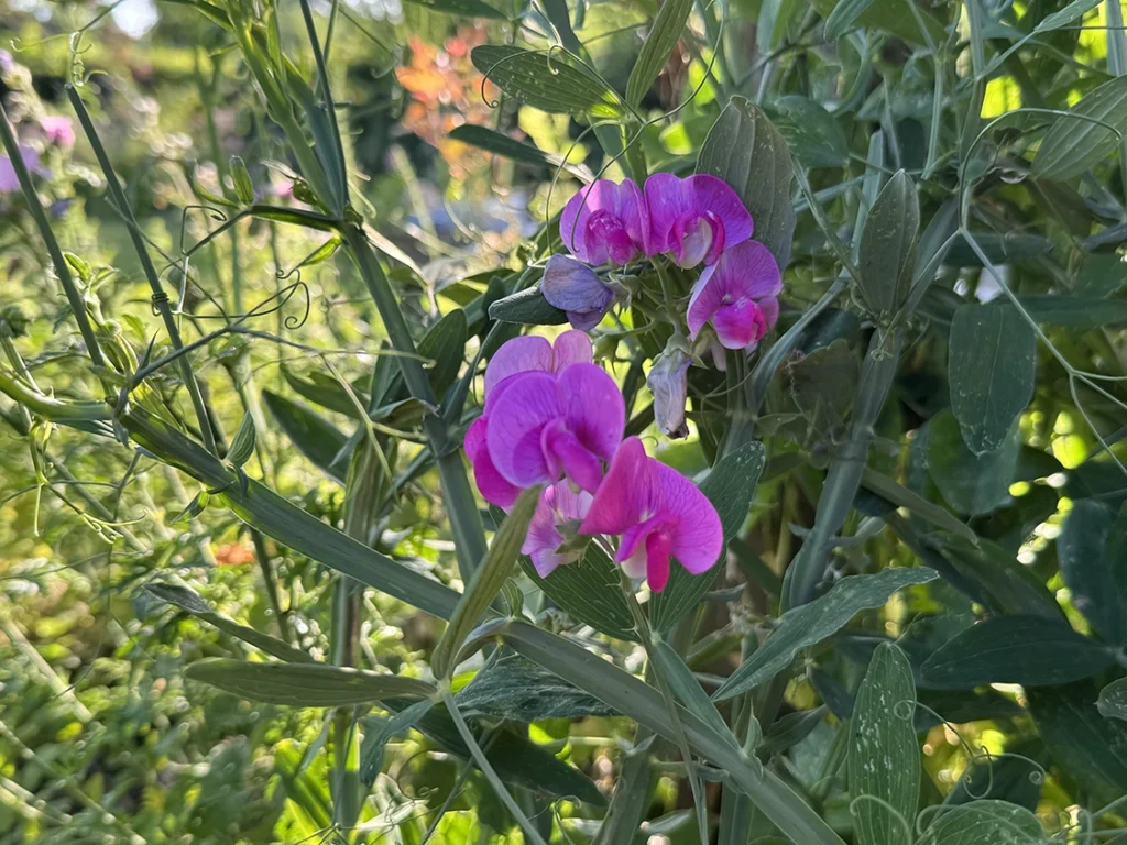 Staudenwicke mit pinker Blüte