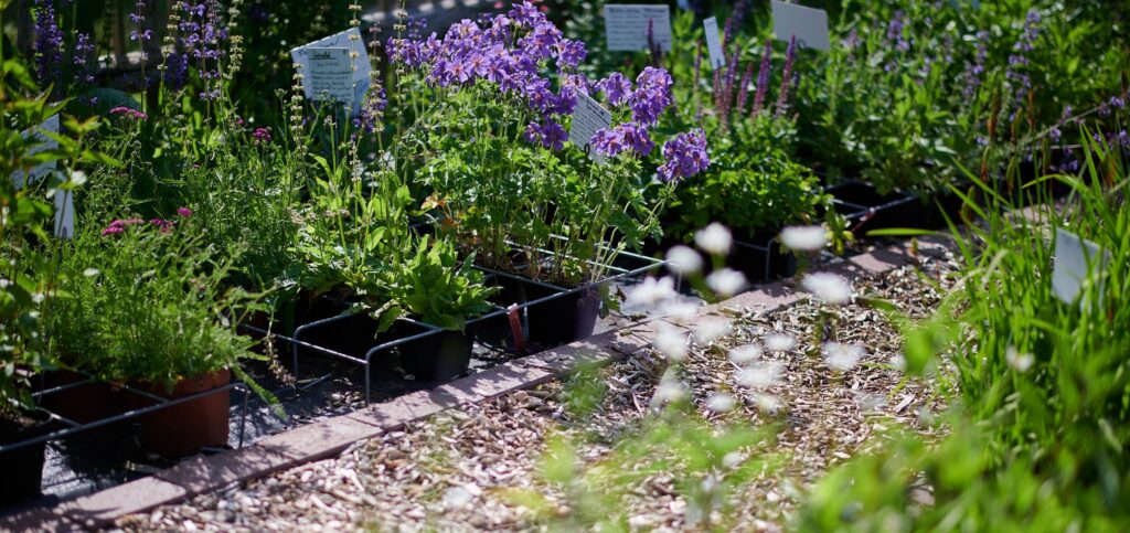 Der Staudengarten im Projekt Vielfalt