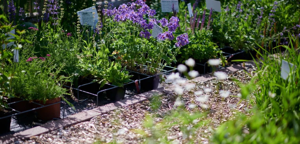 Der Staudengarten im Projekt Vielfalt
